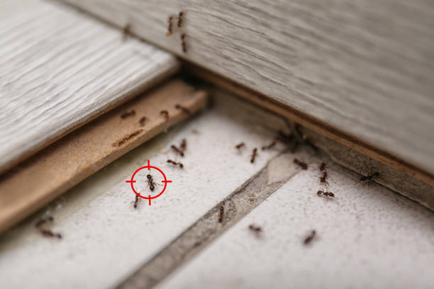 Best Bed Bug Extermination  in Ross, CA