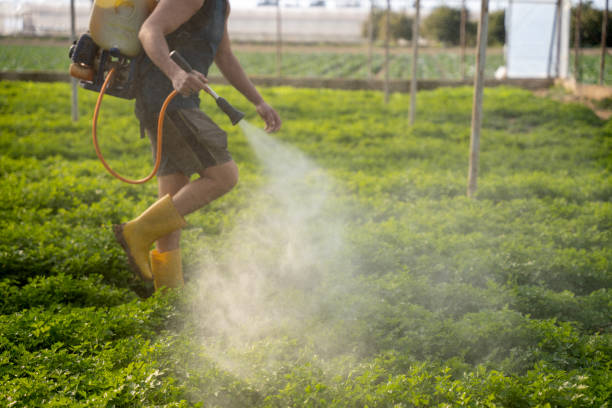 Best Pest Control Near Me  in Ross, CA